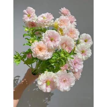 瑰季重瓣蝴蝶洋牡丹鲜花云南直发昆明基地直批花毛茛水养插花速递同城