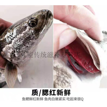 黑魚烏魚生魚鱧魚才魚烏鱧發財魚蛇魚黑鱧頭酸菜魚現捕現殺野生黑魚淨