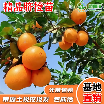 江西赣南脐橙苗嫁接纽荷尔脐橙苗血橙南方北方种植果树苗橙子树苗10年