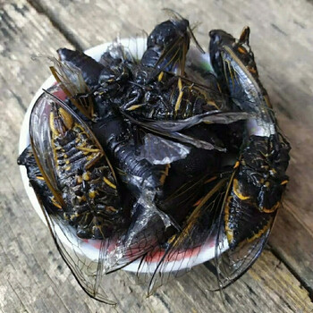 猴黑蝉黑知了猴多规格活体速冻金蝉老知了蝉蛹蜕皮黑蝉黑蝉2份190只