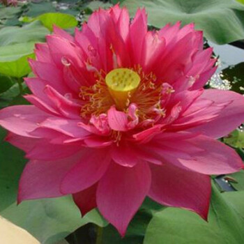 芊阙大型观赏荷花种藕盆栽池塘水培植物荷花苗莲花苗荷花食用观赏河塘