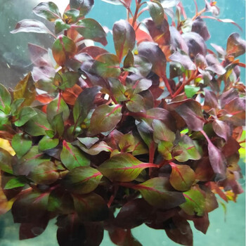 水草活体鱼缸水草中后景真水草鱼缸造景阳性活水草 火焰丁香坨草 1坨