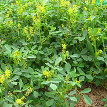 過來人 草木犀種子多年生牧草種子養殖飼料禽畜豬牛羊雞鴨鵝兔魚耐寒