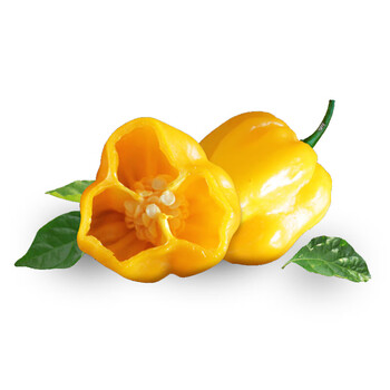 现摘新鲜魔鬼辣椒变态辣特辣黄灯笼生辣椒黄椒500g