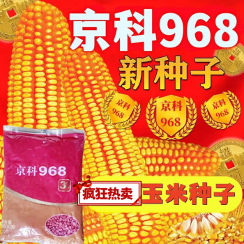郑品玉495玉米种子简介图片