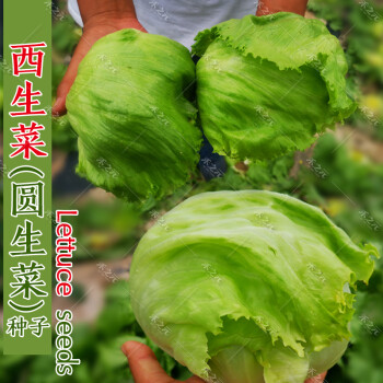 種孑結球生菜種籽四季陽臺盆栽菜籽種蔬菜苗生吃 結球生菜2g約600粒