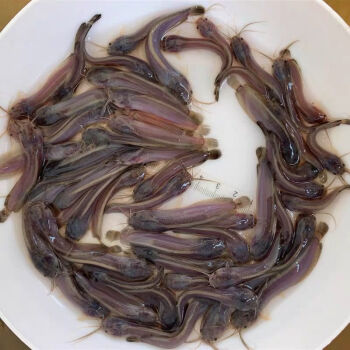 雜交三黃塘角魚鬍子本地塘鯴魚苗塘鯴魚苗革鬍子鯰埃及塘蝨小魚苗塘角