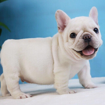 纯种法斗幼犬狗狗活体宠物狗幼崽法国斗牛犬小型犬小狗崽活物小狗狗