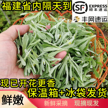 顺丰速运福建鼠曲草新鲜清明草农家艾草新鲜蔬菜田艾棉菜佛耳草绒毛草