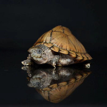 剃刀龟小型龟蛋龟屋顶龟观赏龟乌龟深水龟小乌龟全品龟苗 3-4厘米