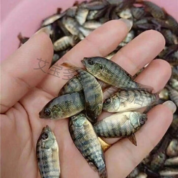 大品种脆肉罗非鱼福寿鱼非洲鲫鱼淡水养殖适应力强好养活全部 脆肉