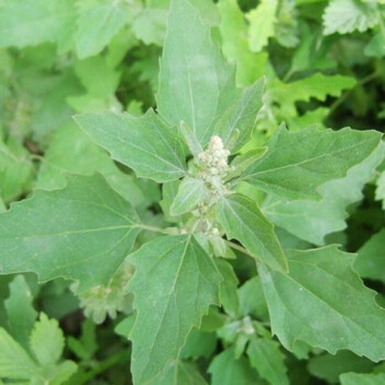 散装灰灰菜种子野生老品种野菜四季播野菜养生菜营养丰富味道鲜美 约