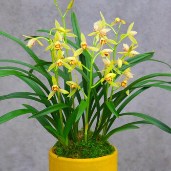 兰花建兰名贵素君荷浓香型四季兰开花香易养室内绿植盆栽花卉四季峨眉