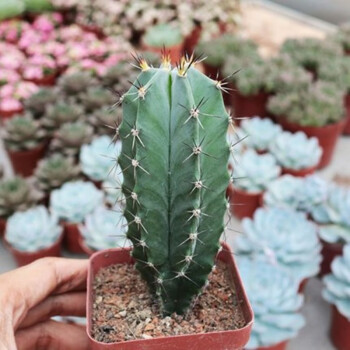 仙人柱仙人掌科仙人球多肉植物盆栽開花辦公室實生朝霧閣單頭1215cm