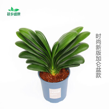 君子兰盆栽精品宽叶圆头和尚彩兰苗五年大苗当年开花卉绿植圆头12到13片叶 蓝色时尚加仑盆含盆 图片价格品牌报价 京东