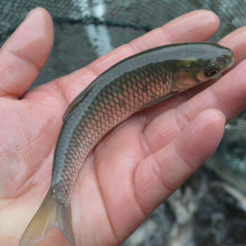 榮鬱 金絲草魚苗淡水養殖活體小魚苗缸冷水觀賞魚食餌料俄羅斯金草