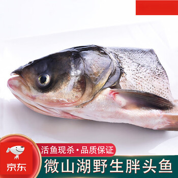 皓谦花鲢鱼头微山湖鲜活胖头鱼新鲜活鱼现杀花鲢鱼大鲢鱼鲜鱼淡水鱼
