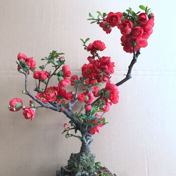 春瑞海棠花盆栽重瓣海棠树苗观花植物花卉盆景老桩室内阳台花苗5年长寿冠海棠不含盆 图片价格品牌报价 京东