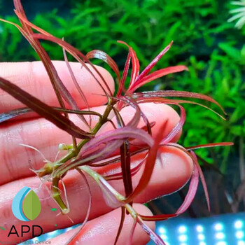 丹麦血红宫廷水草爬地丹麦血红绿黄宫廷趴地水下叶打头草缸鱼缸荷兰景