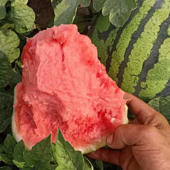 Img11 360buyimg Com N1 Jfs T1 3