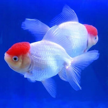 墨一金鱼活体鸿运当头鹤顶红丹顶金鱼冷水观赏鱼小型好养淡水锦鲤鱼苗