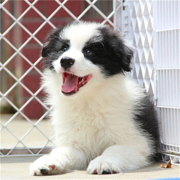 边牧犬边牧幼犬活体边境牧羊犬幼崽纯种宠物狗活体宠物狗狗活体犬
