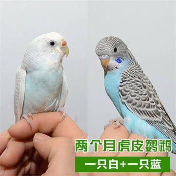 鸚鵡寵物觀賞鳥活體手玩學舌鳥手養鳥寵物鳥上手鳥 藍色 白色虎皮各