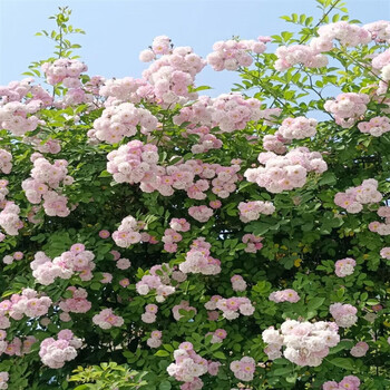 妙优可粉团蔷薇花苗老品种多花无刺蔷薇粉色群开爬藤花卉植物盆栽爬墙