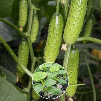 蔬菜苗批發大全茄子苗辣椒苗番茄苗春季夏季壽光帶土菜苗子 旱黃瓜苗