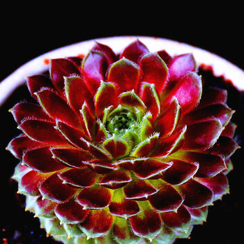 多肉植物不死鸟锦落地生根景天科盆栽多肉植物紫牡丹34公分含盆