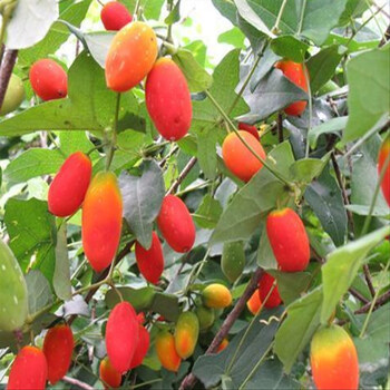 红参果盆栽红参果苗红参果树苗南方北方种植当年结果红参果种子苗