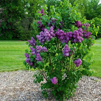 紫丁香5年苗丛生 不含盆