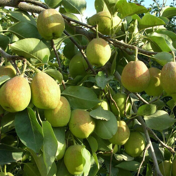 陕西红香酥梨含箱5斤装