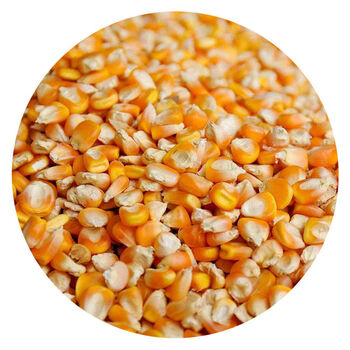 10斤装农家干玉米粒玉米籽苞谷米粒喂鸡鸭鹅鸽子动物饲料5斤1斤5斤装