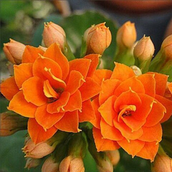 长寿花长寿花盆栽四季开花花卉盆栽水培橙色长寿花带花苞含花盆