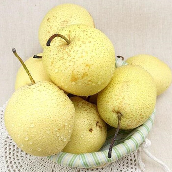 正宗雪花梨河北赵县新鲜当季水果冰糖雪梨梨水当季整箱 10斤