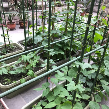 贝芽庭院户外葡萄架爬藤支架黄瓜豆角蔬菜种菜架子植物攀爬架支撑杆
