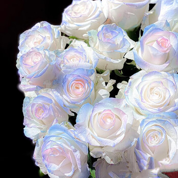 瑰季厄瓜多尔粉紫蓝玫瑰盆栽花苗高端室内阳台花卉绿植四季开花不断香