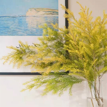 麦桑荷千层金 黄金香柳 香松 鲜切花 家庭插花云南昆明基地直发真花