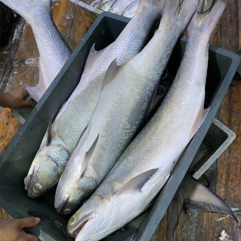 晨臻 大馬友魚新鮮午筍魚鮮活速凍海鮮水產海捕魚海魚午魚1斤