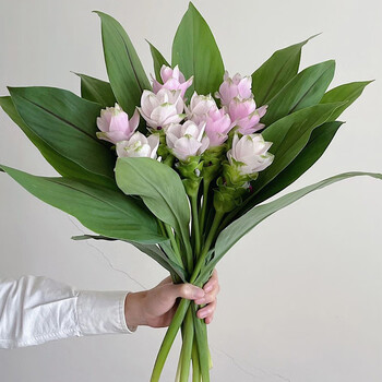 花卉长 姜荷花生日鲜花节日花束鲜花配送云南昆明基地直发送女友