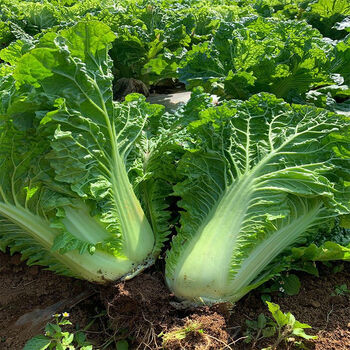 贵州新鲜包心大白菜蔬菜 麻叶白菜青麻白菜 5斤