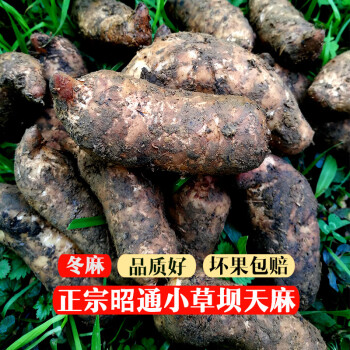 5a品質小草壩天麻基地直髮正宗雲南昭通小草壩新鮮天麻500g林下特產