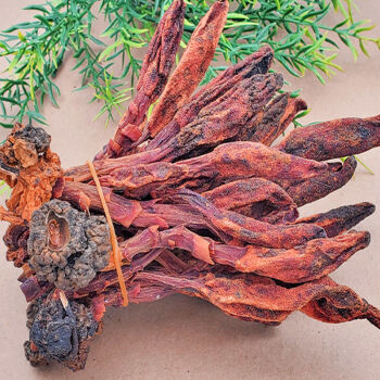 回春草野生云南顶天柱泡酒料药材肾续还起阳草特级粉新鲜不老草茶