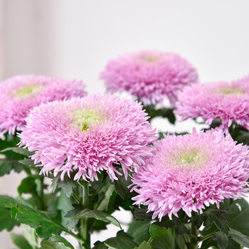 泰迪菊盆栽粉色大花阳台植物室外菊花盆景多年生四季开花带花好养