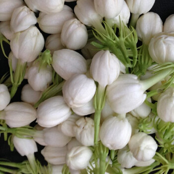 新鲜茉莉花鲜花骨朵现摘小茉莉花苞蜜酱纯露酵素食用 2斤