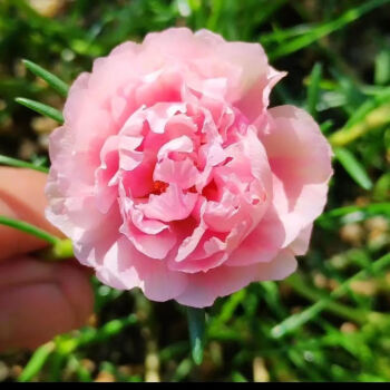 重瓣太陽花雙層重瓣苗雙層太陽花種子馬蛇菜花太陽花 蜜桃粉重瓣