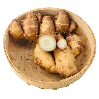 广东茂名沙姜生姜新鲜老姜山奈蔬菜洋姜土姜猪脚姜配料新鲜蔬菜3斤