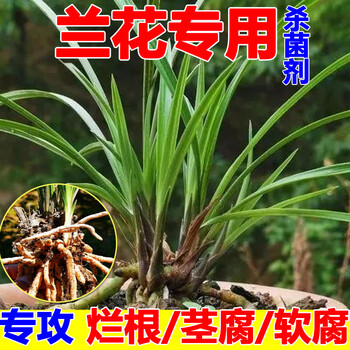 兰花病专用药恶霉灵剂多菌灵土壤消毒多肉烂根黑腐病黑斑根腐 40g