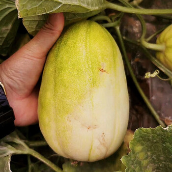 乡语小吖京蜜香瓜 5斤 新鲜水果 当季 香瓜 甜瓜 东北特产 生鲜